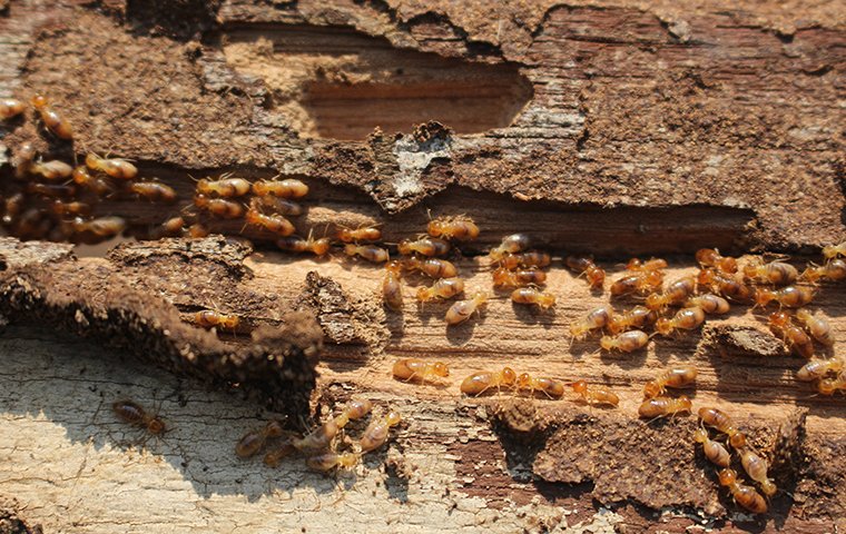Termite Control Saves Wooden Structures From Damage many termites crawling on damaged wood at a home in new haven connecticut