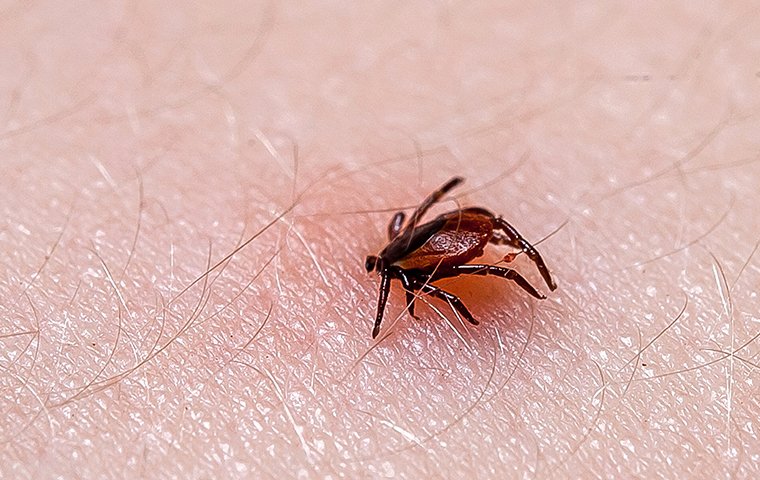 Ticks Transmit Lyme Disease & Tularemia a tick biting a persons arm in trumbull connecticut