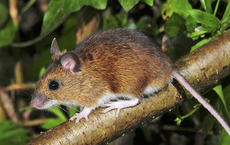 Learn How To Identify White-Footed Mice white-footed mouse up close