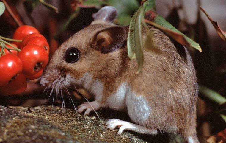 white-footed mouse up close