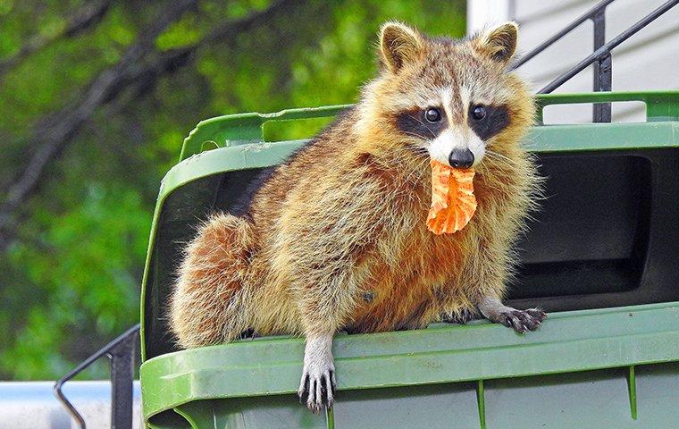 a raccoon getting food out of a trash can outside of a home in danbury connecticut