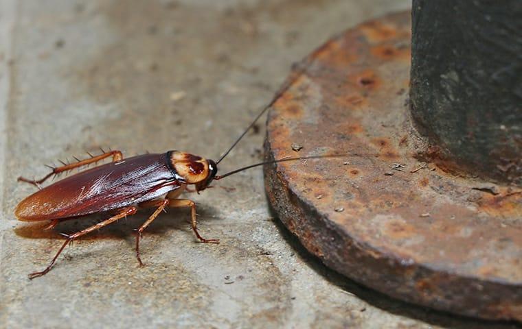 an american cockroach crawling accross the basement floor of an denver colorado home
