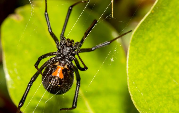 a black widow spider spinning her web in a denver colorado garden