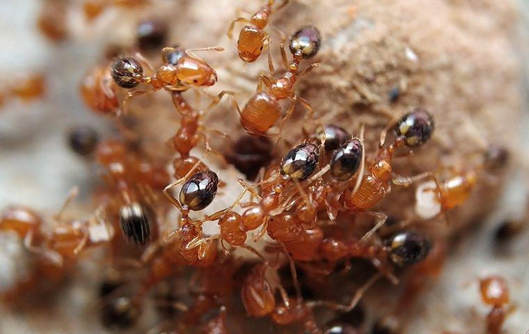 a colony of fire ants on a rock