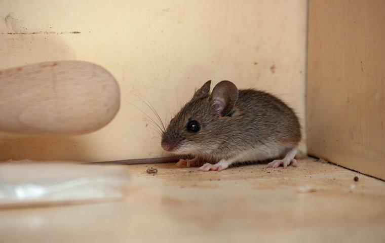a house mouse in a kitchen cupboard
