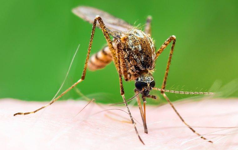 a mosquito biting human skin