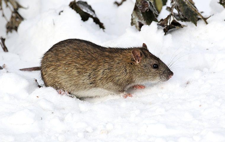 a rat crawling in the snow.