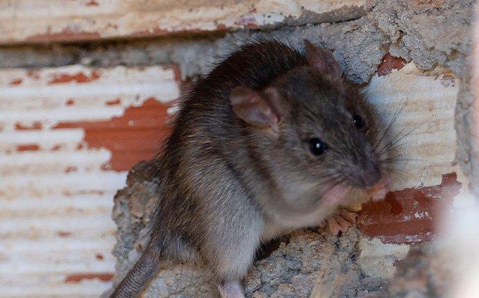 a roof rat in the foundation of a home