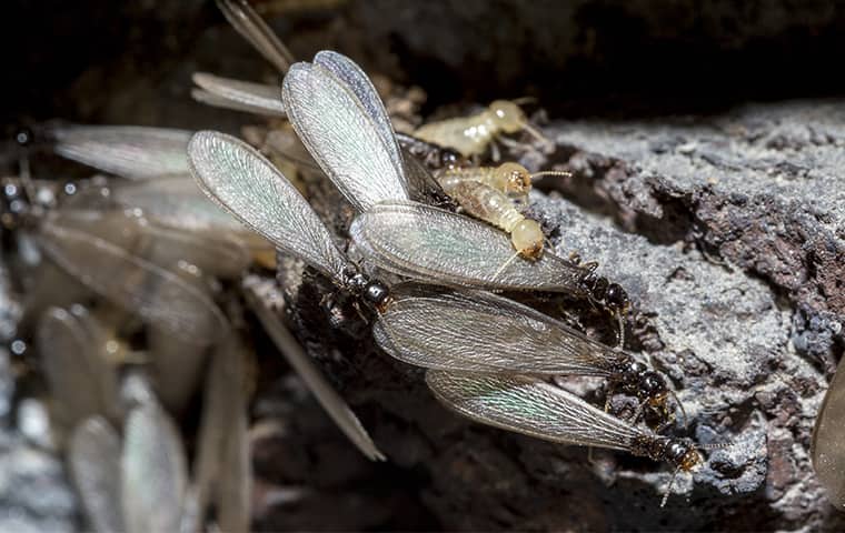 winged termites in colorado