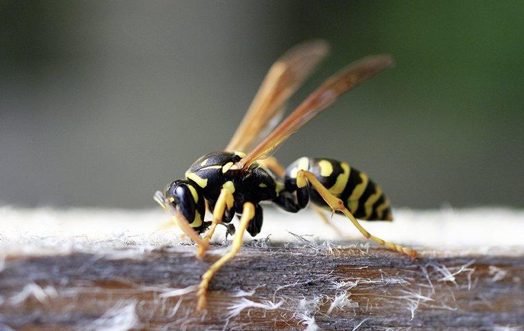 a yellow jacket wasp crawling on a picnic table