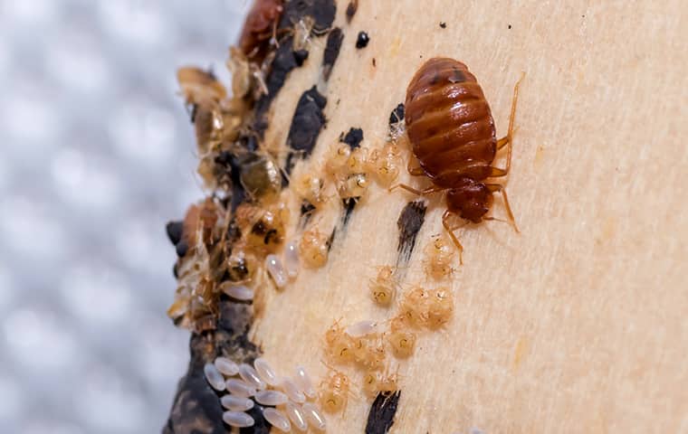 a bed bug and eggs inside of a home in denver colorado