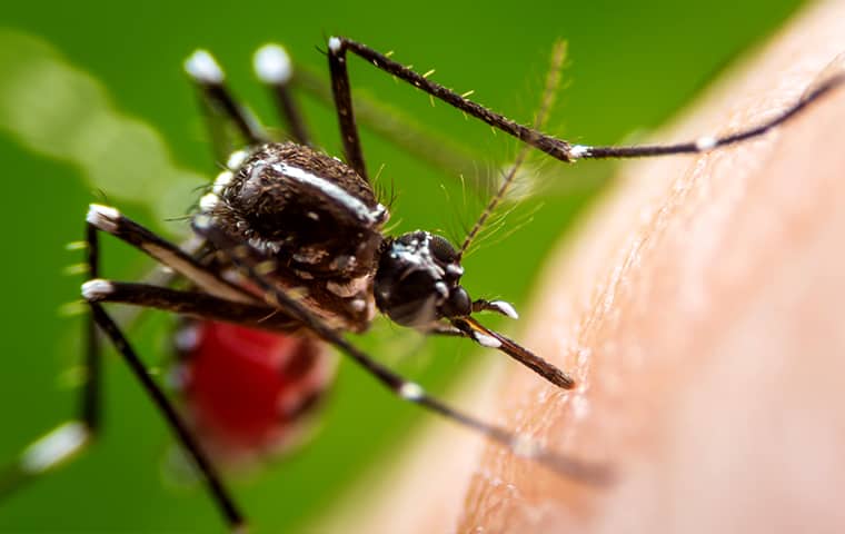 a mosquito biting a person in denver colorado