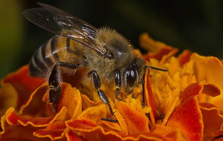 an africanized honey bee on a flower in mesa arizona