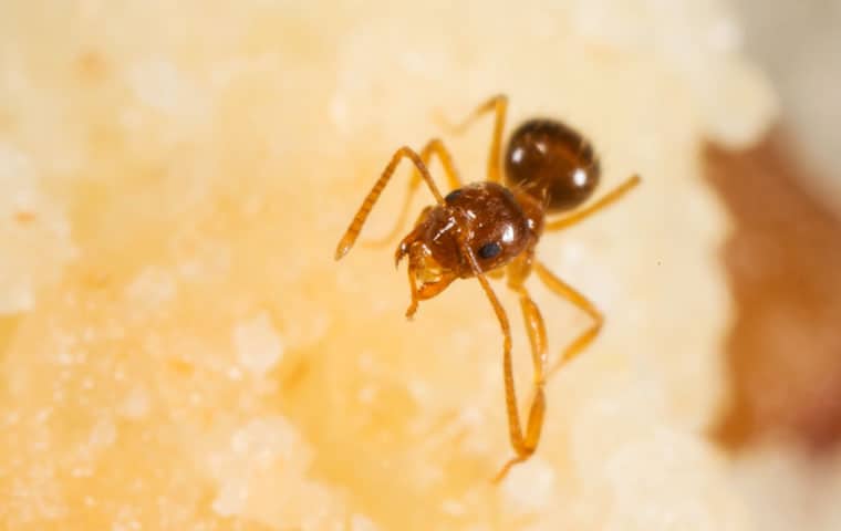 a crazy ant inside of a chandler arizona home