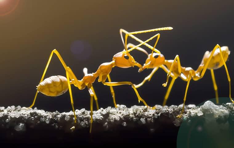 Prevent Ant Invasion On Your Property two wild yeow colored ants fighting on a branch in a gilbert arazona yard