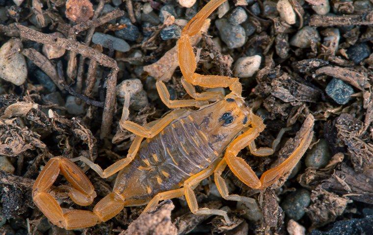up close image of a bark scorpion crawling on a mulched landscape area