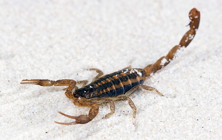 a bark scorpion on a gilbert arazona property