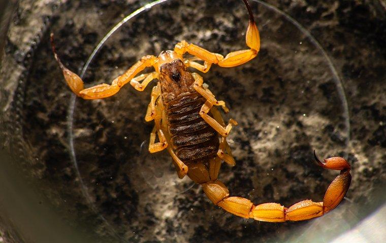 an up close image of a bark scorpion in a glass