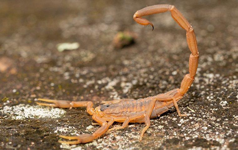 a bark scorpion ready to sting