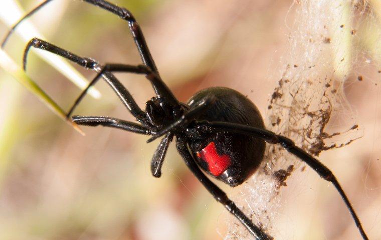 black widow spider spinning web