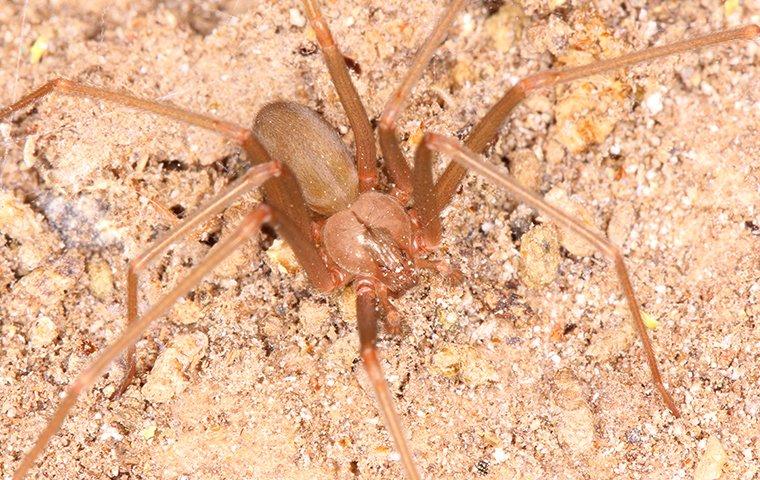 a brown recluse spider crawling on the ground near a home