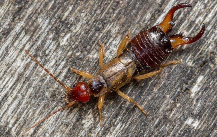 Blog - The Truth About Earwigs In San Tan Valley