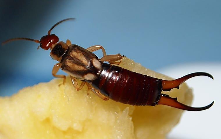 an earwig crawling on a piece of fruit inside a home