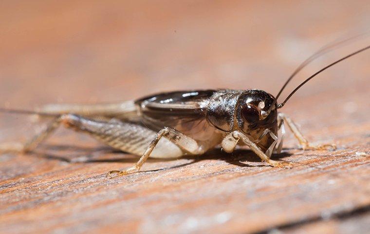 a house cricket crawling on a porch