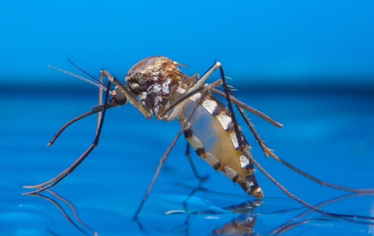 Treat Your Property For Year-Round Mosquito Control a mosquitoe resting on a pool of water during the dawn of fall season