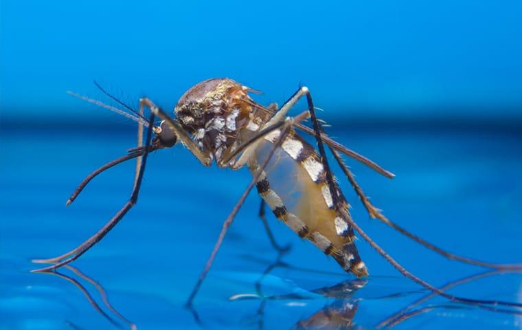 a mosquitoe resting on a pool of water during the dawn of fall season