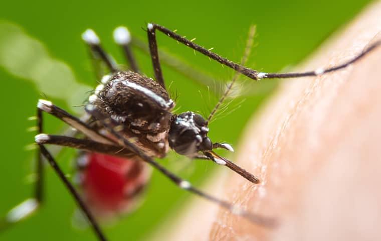 a mosquito perched on a gilbert arazona resident as he rests in his backyard on a sunny summer day