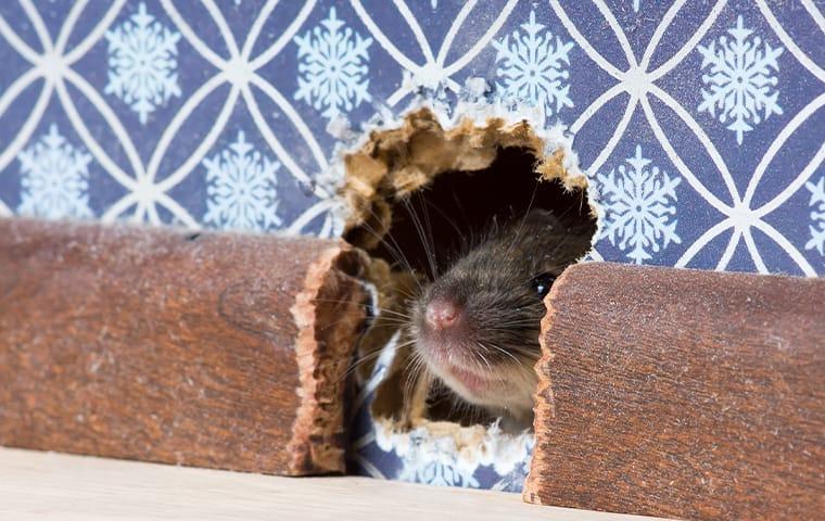 Make Sure Your Home Is Rodent-Free Today a mouse chewing through the walls inside of a queen creek arizone home