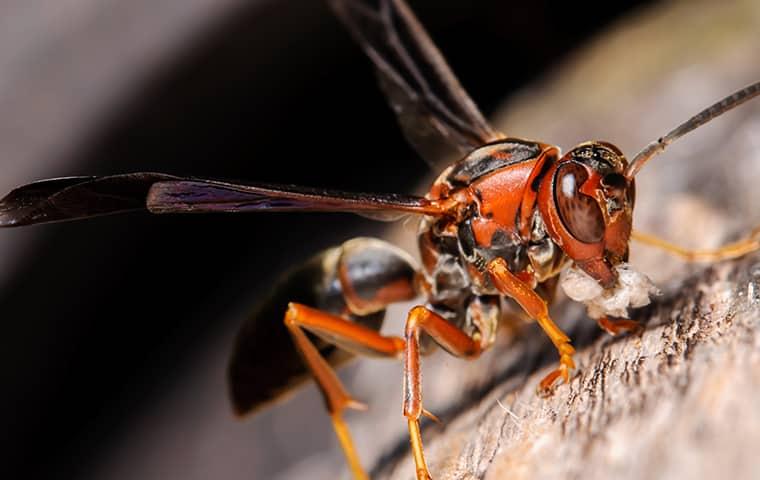 We Eliminate Paper Wasps Safely & Effectively a paper wasp perched on a stone wall at a san tan valley property in arizona