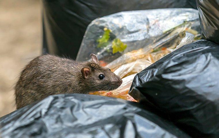 rodent digging in trash