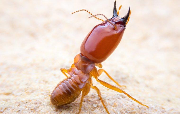 a termite in attack pose on the ground
