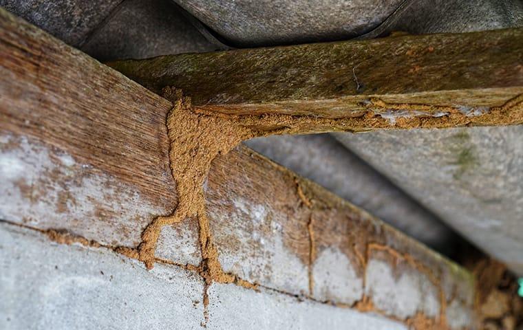 signs of damage do to termite infestations inside of a gilbert arizona home