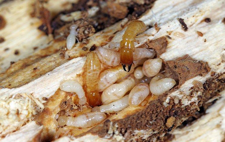 termites creating tunnels in a wooden structure