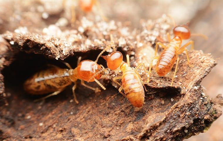 termites eating wood at a home in san tan valley arizona