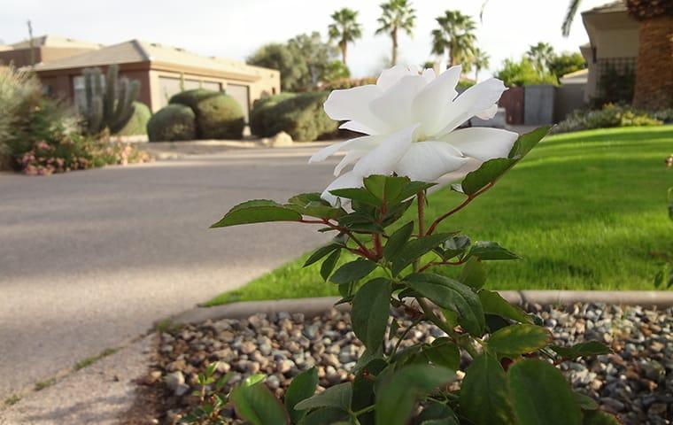 a beautiful residential garden outside of a san tan valley home protected year round by pest control solutions