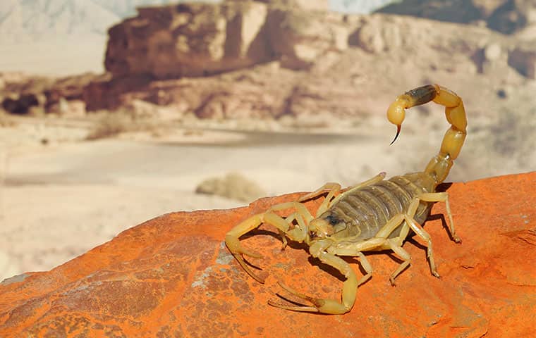 Scorpions Eat Other Insects & Are Natural Hunters a yellow ground scorpion crawling on the ground outside in phoenix arizona