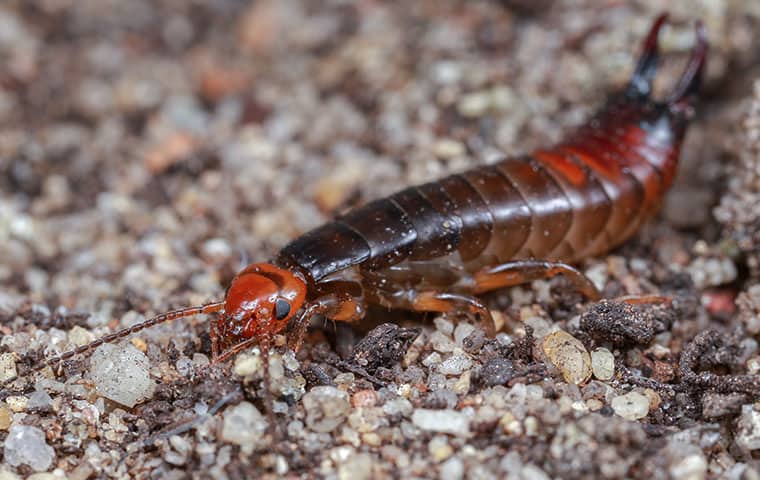 an earwig crawling on the ground outside in gilbert arizona