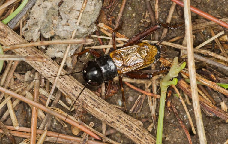 a field cricket crawling on the ground outside in san tan valley arizona