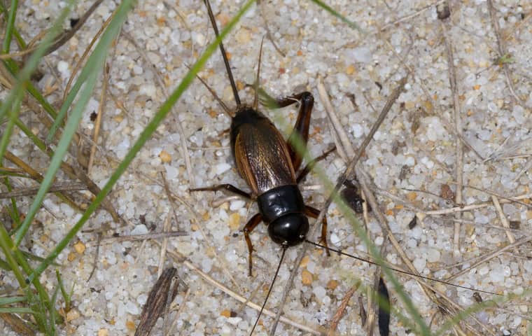 a field cricket crawling on the ground in san tan valley arizona