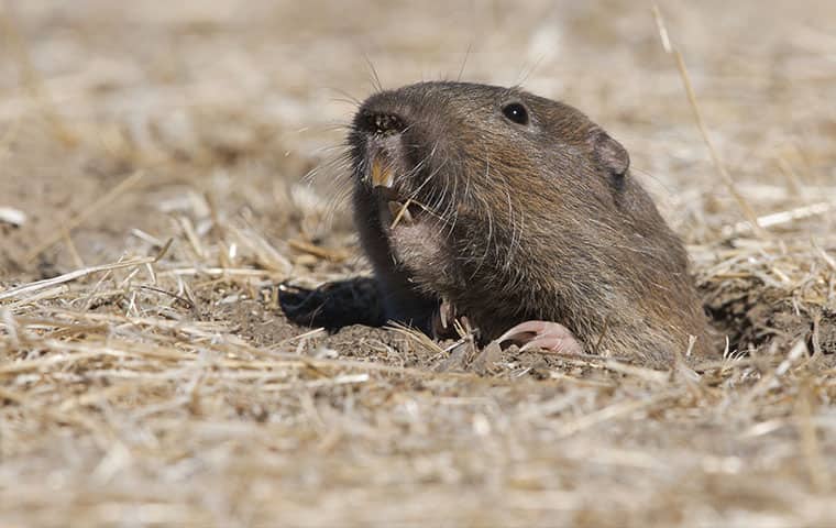a pocket gopher emerging from his hole outside in chandler arizona