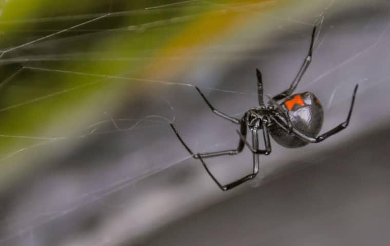 a black widow spider crawling on a web inside a mesa arizona home