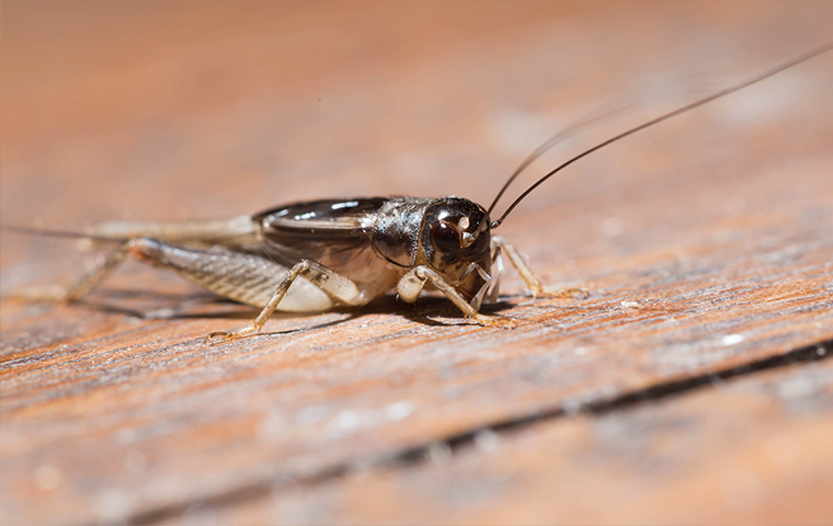 a house cricket on a porch in san tan valley arizona