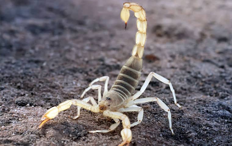 a scorpion crawling outside in san tan valley arizona