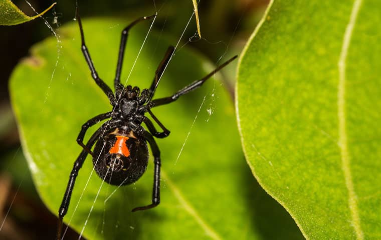 a black widow spider crawling on a leaf outside in queen creek arizona