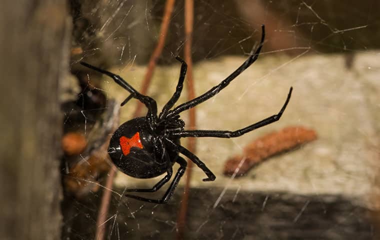a black widow spider crawling on a web inside a meza arizona home