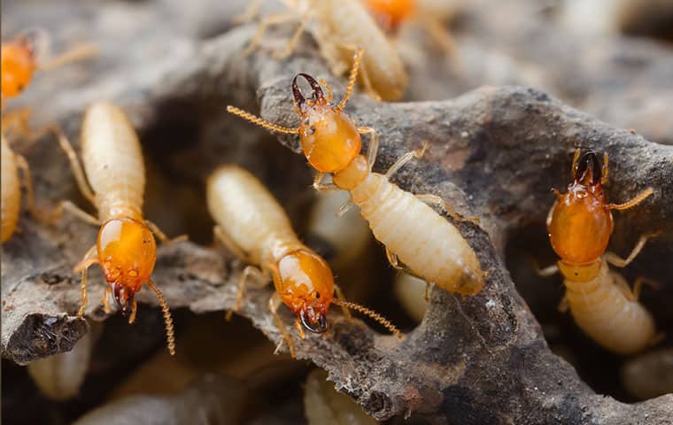 an infestation of termites eating wood in gilbert arizona